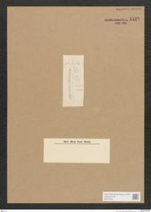 Diatomeae indet. Zeichnungen Sammlung Grunow Nr. 4522 (NHMW-BOT-W0372491)